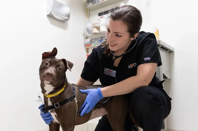 A veterinarian crouches next to a brown floppy ear dog in an exam room