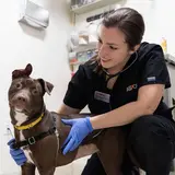 A veterinarian crouches next to a brown floppy ear dog in an exam room