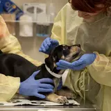 two medical staff members in yellow gowns gently examine a small black dog