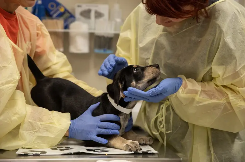 two medical staff members in yellow gowns gently examine a small black dog