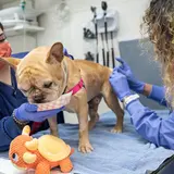 French bulldog being fed snacks by person in scrubs while another person administers treatment