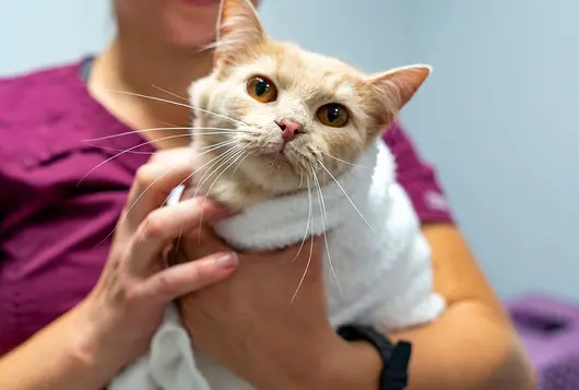 cat in burrito wrap before surgery