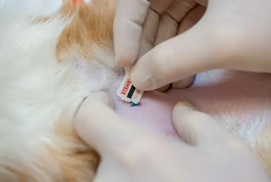 two gloved hands applying blue post-op spay neuter tattoo