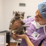 Person in scrubs holding a gray kitten