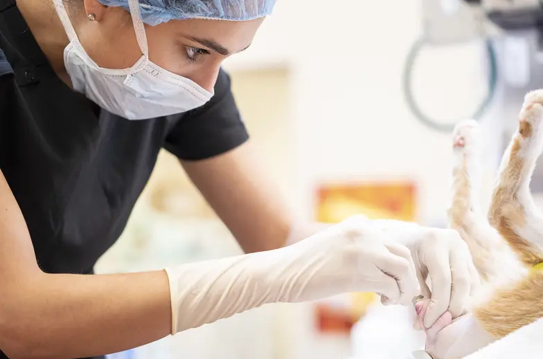 Veterinarian performing surgery on a small animal