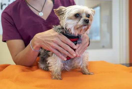 Gentle Handling Dog