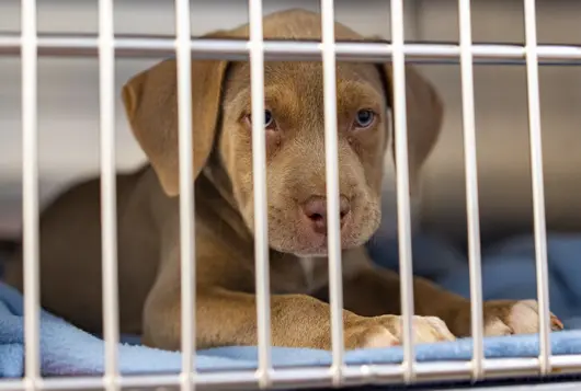 Puppy Awaiting Spay/Neuter Surgery