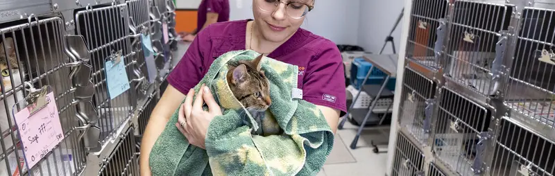 staff member holds a cat patient in spay/neuter clinic kennel