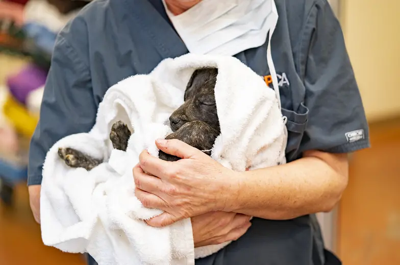 Puppy wrapped in white towel 