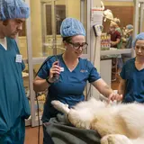 Training on prepping a dog for surgery