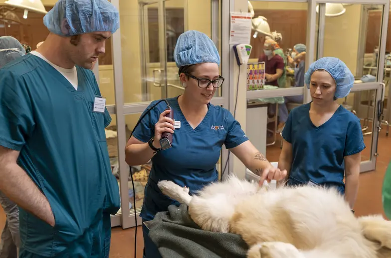 Training on prepping a dog for surgery