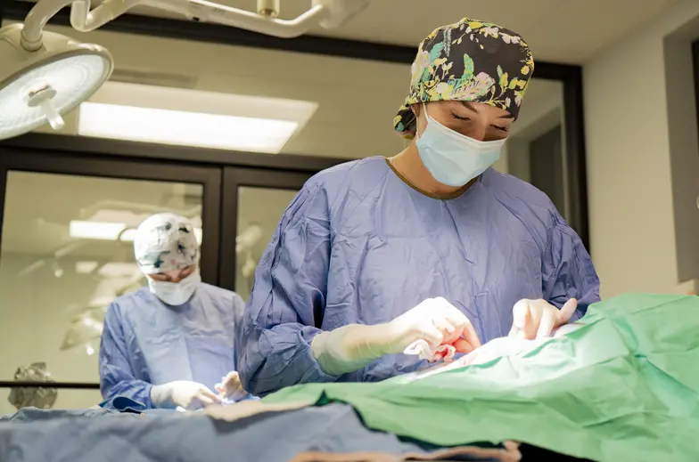 Two training surgeons perform spay/neuter surgery