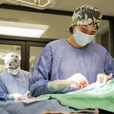 Two training surgeons perform spay/neuter surgery