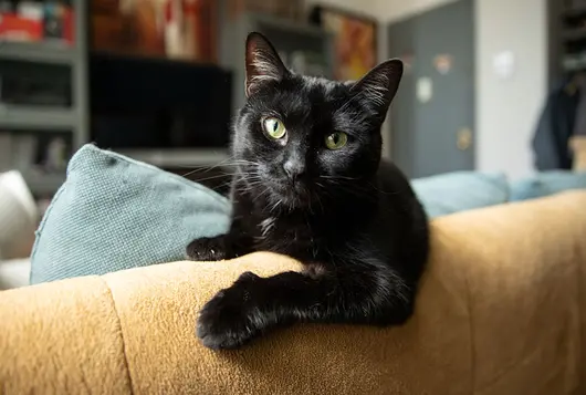 black cat in apartment on blue sofa