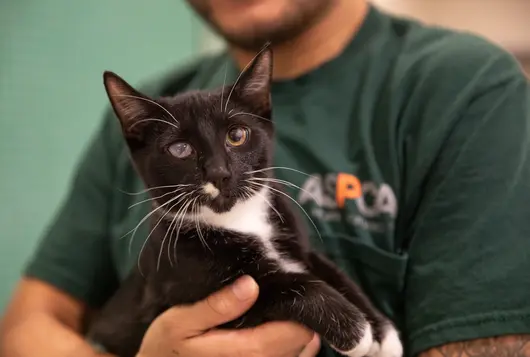 Black and white cat looking at camera