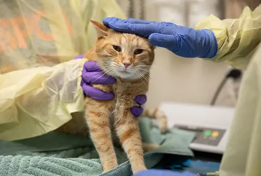 cat having exam with ppe