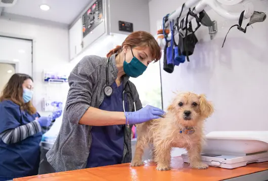 Doctor holding dog on examination table