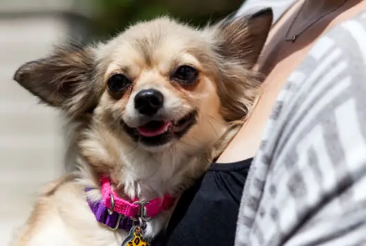 happy pointy eared dog being held by foster volunteer smiling