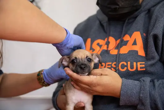 a small brown and tan chihuahua dog has an exam by two staff members