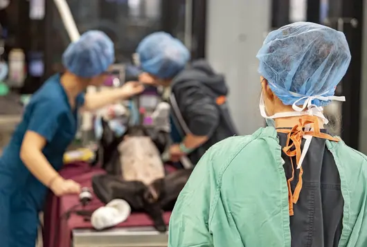 A veterinarian waits for her patient to be prepped before starting surgery