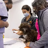 3 ASPCA team members around an examination table with a brown dog on it 