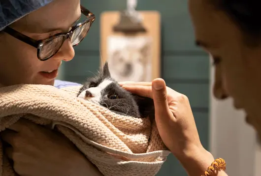 medical staff gently holds cat in wrap