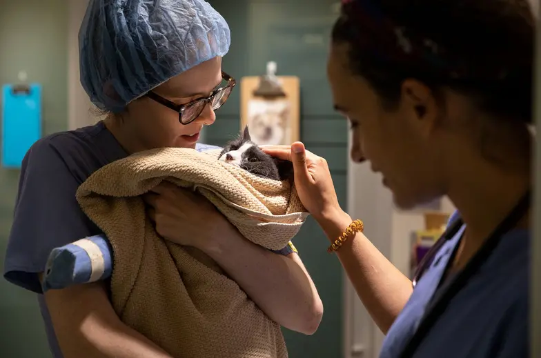 Person in scrubs holding a cat wrapped in a blanket