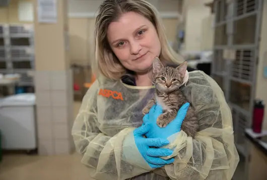 Kitten being held by ASPCA staff