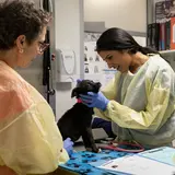 Two people in scrubs examining a black dog on an examination table