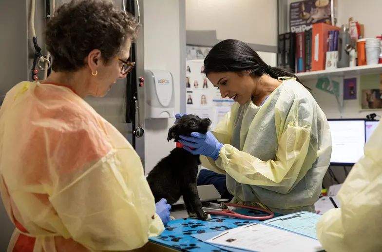 Two people in scrubs examining a black dog on an examination table