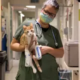 Orang cat with a cast on its front legs 