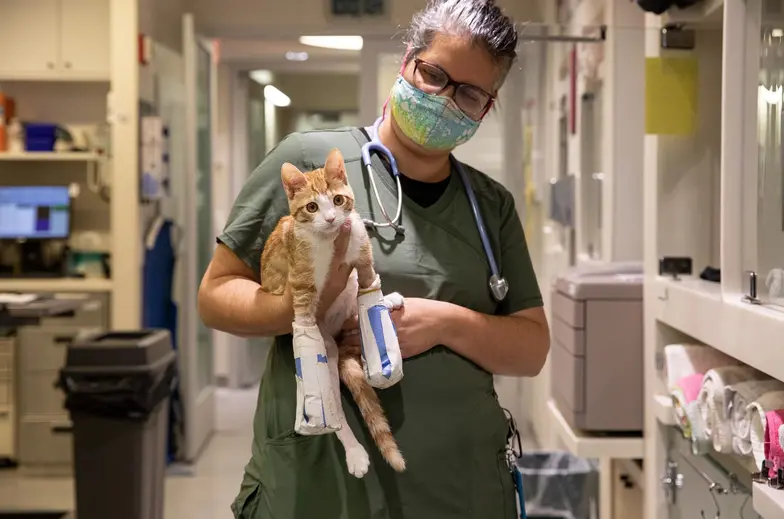 Orang cat with a cast on its front legs 