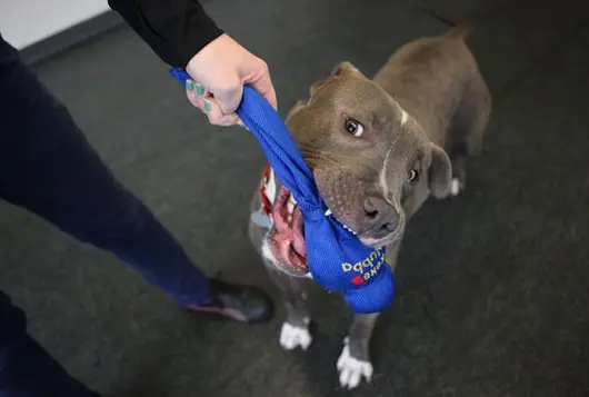 gray and white pit mix playing happily with chew toy