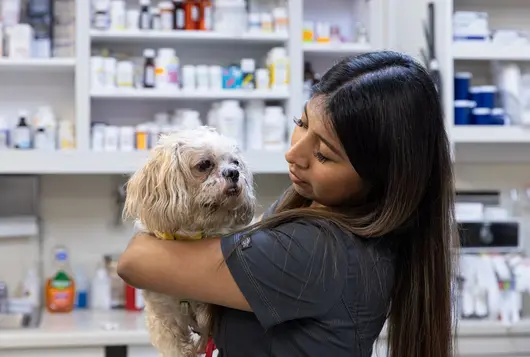 Veterinary staff holds a small white poodle type dog in a clinic setting