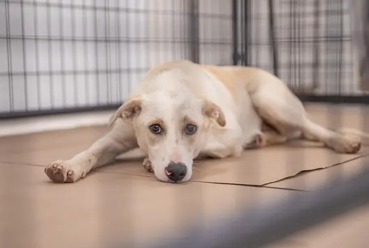 White and tan dog lying in crate looking tired or sick