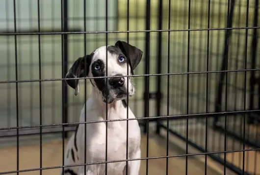 black and white dog in kennel 