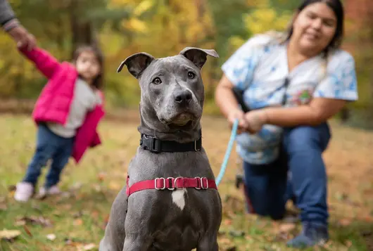 a gray dog sits in the foreground in harness and leash while a small girl and a woman sit behind him smiling