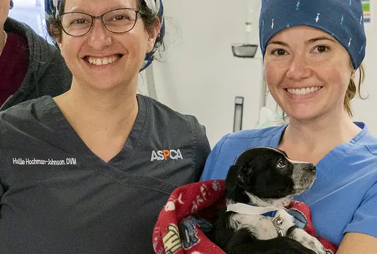 a group of 5 medical staff hold a small black and white dog in a clinic setting