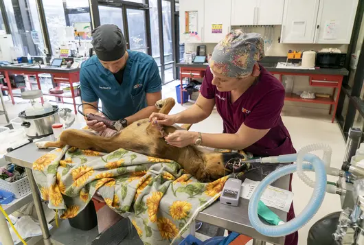 two staff members preparing a dog for surgery