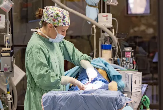 Veterinarian performing spay/neuter surgery