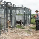 Dogs in tall metal cages