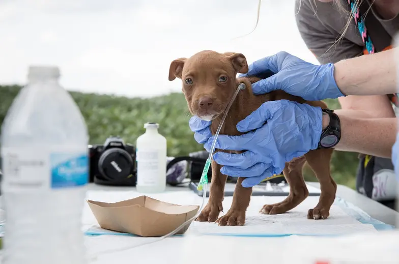 small brown puppy on top of table