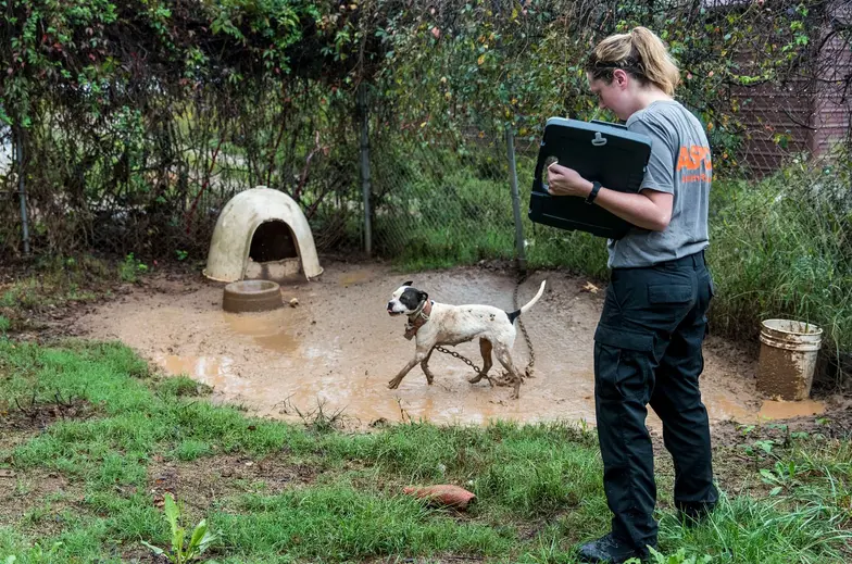 ASPCA team member standing next to black and white dog standing in muddy water