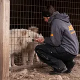 ASPCA team member kneeling next to white dogs in cage