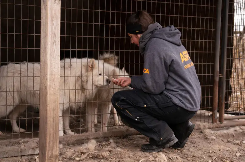 ASPCA team member kneeling next to white dogs in cage