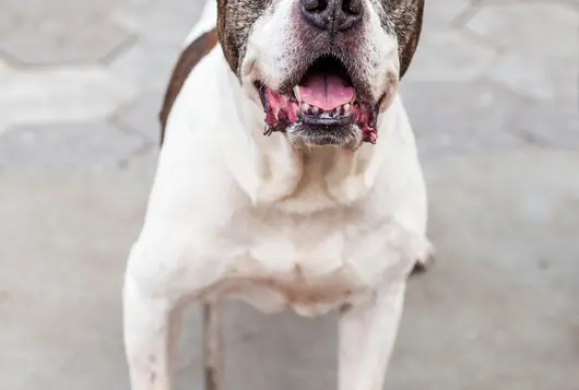 a senior white and tan dog outdoors on a leash