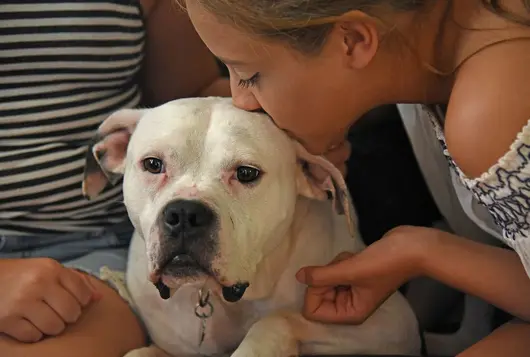 girl leaned over kissing white pit type dog on the head