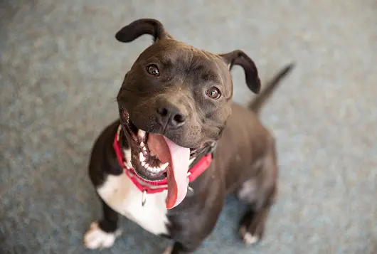 happy black and white dog in red collar