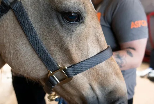 horse stands next to aspca worker