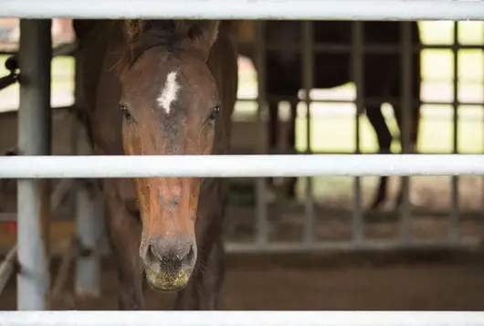 brown horse looking out of metal fencing